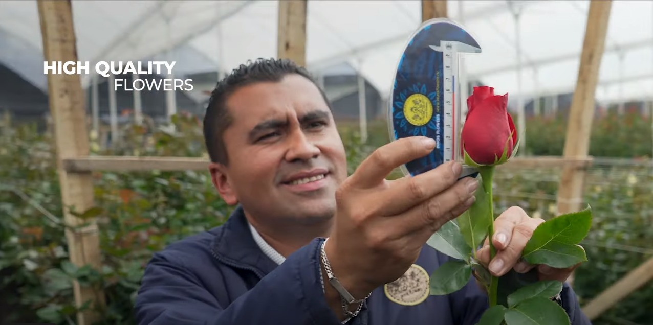 Invos Flowers expert inspecting the quality of a rose