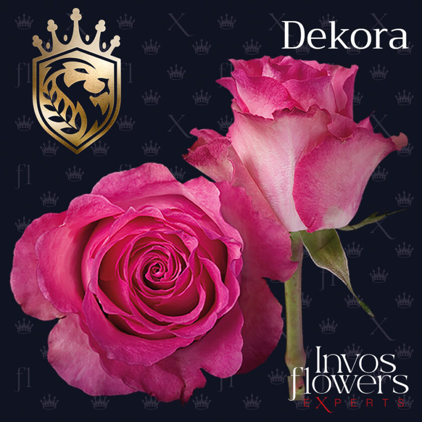 Dekora | Invos Flowers Experts